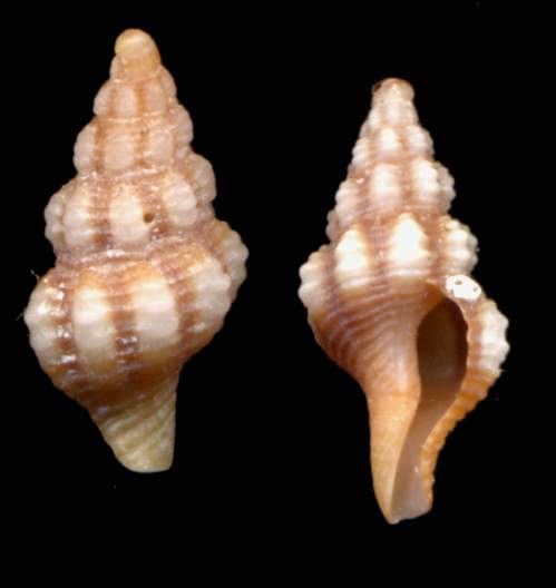 Juvenilia di molluschi